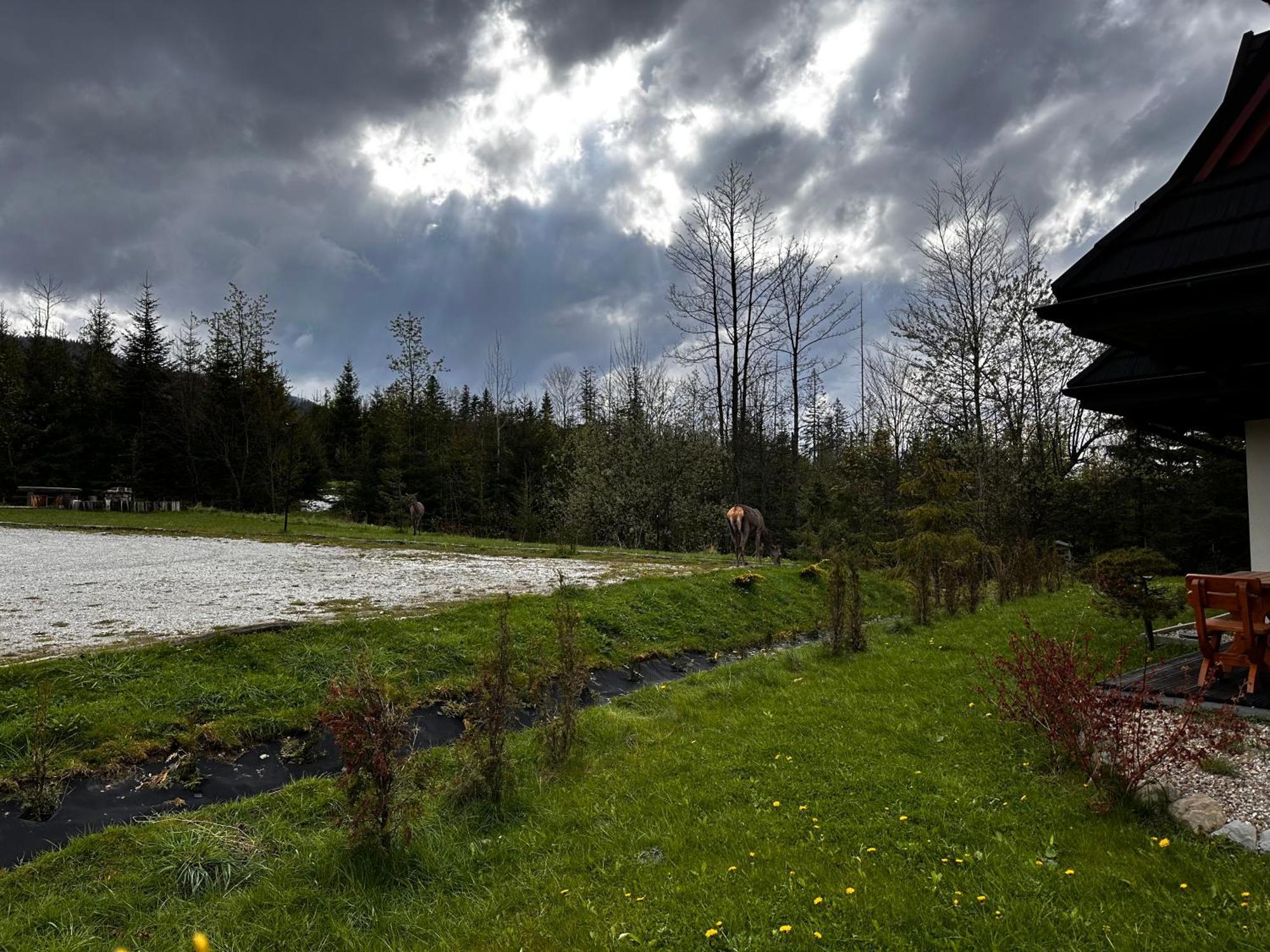 Apartamenty Willa Nika Zakopane Dış mekan fotoğraf